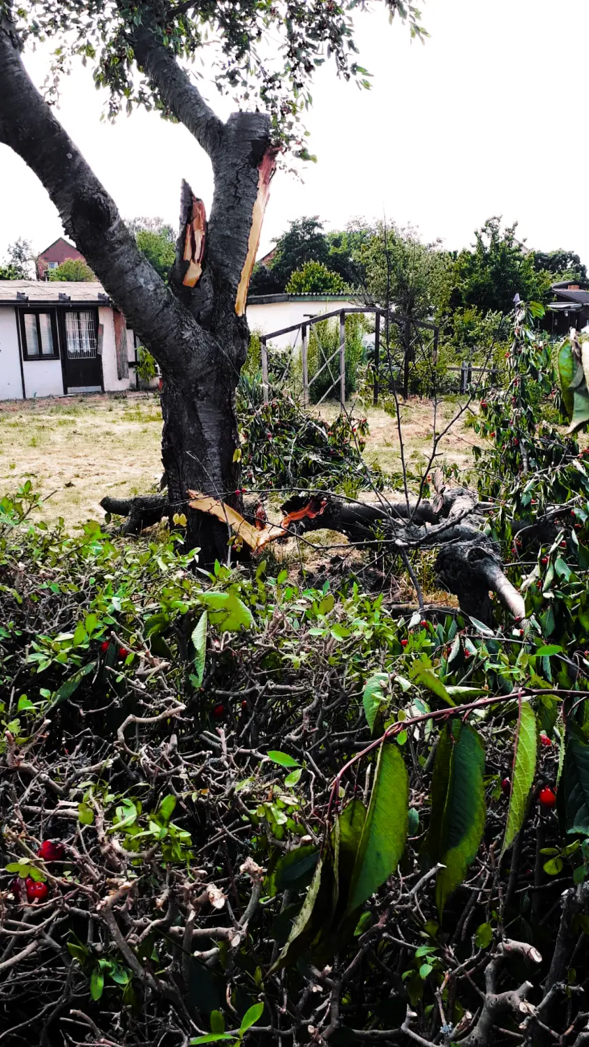 Ebert´s Pflegen - Pflegedienst - Baum