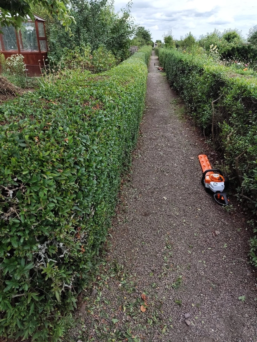 Ebert's Dienstleistungen & Feen GmbH - alltägliche Hausarbeit - Beschneiden von Gartenbäumen